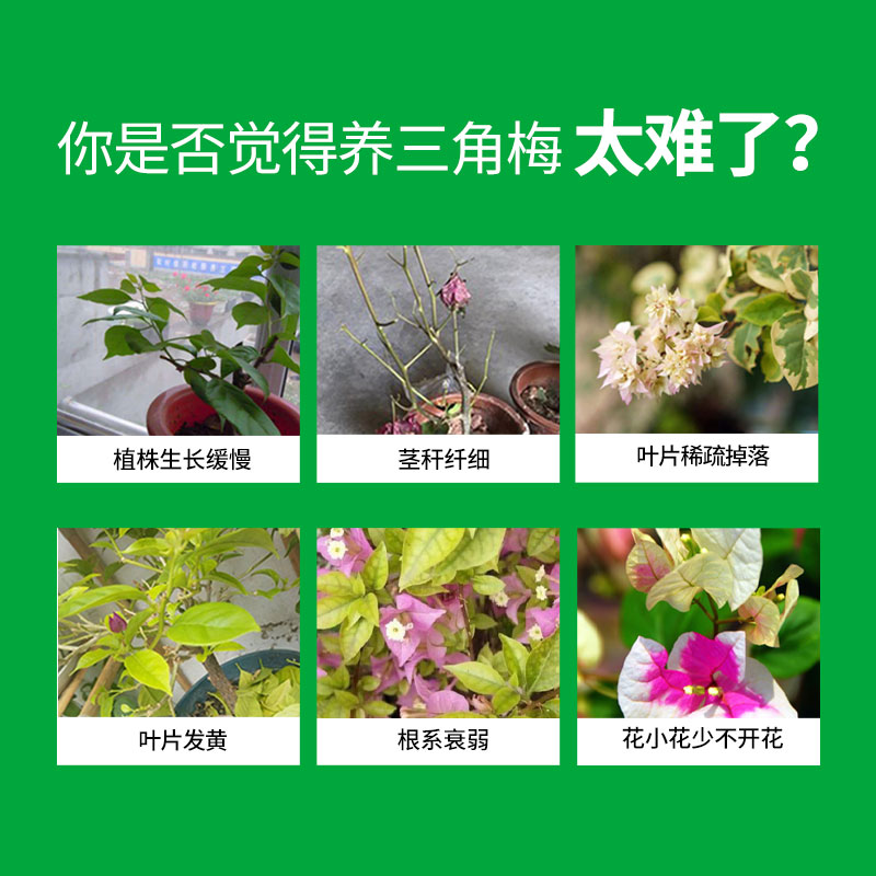 三角梅专用肥开花肥料家用盆栽花肥四季开花促花绿叶营养肥控释肥 - 图2