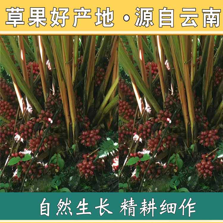 云南草果个手选精选干货500克250g包邮厨房调香料散装新鲜卤肉家-图1