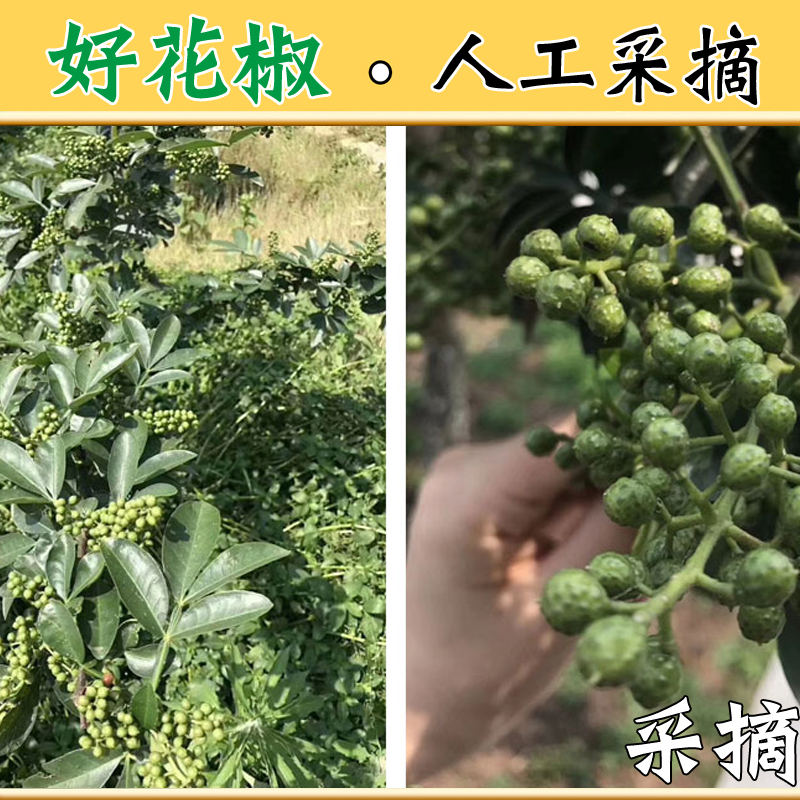 今年新货青花椒粒干500克250g手选过筛青麻椒产地四川重庆汉源 - 图1