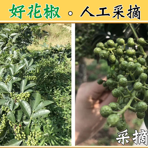 今年新货青花椒粒青麻椒干手选过筛产地四川重庆汉源商用批发 - 图1