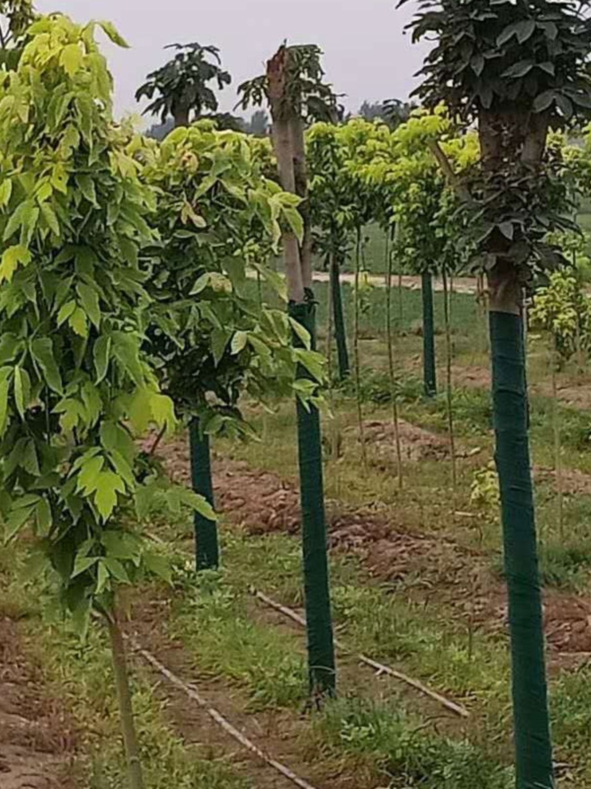 裹树布缠树布加膜保湿防晒防冻包树布植物缠绕棉毡防寒缠树杆绿布 - 图0