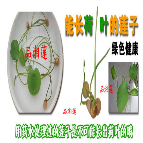 红莲子带芯大颗粒湘潭湘莲干货新货湖南特产粉糯红皮莲子500g包邮 - 图0