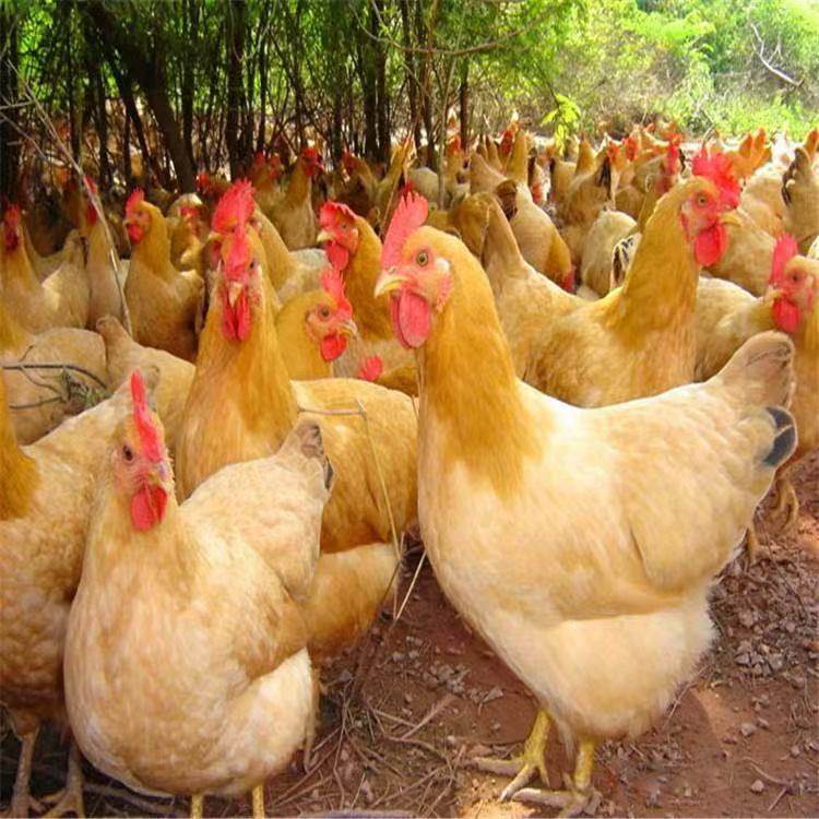 三黄土鸡下蛋鸡正宗2斤三黄鸡高产蛋鸡散养家鸡脱温鸡苗小鸡活苗,淘宝优惠券,粉丝福利购,淘宝优惠卷