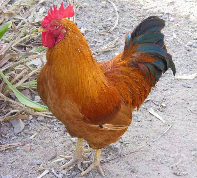 正宗农家一斤三黄鸡幼苗三黄土鸡大品种鸡高产蛋鸡下蛋小母鸡散养,淘宝优惠券,粉丝福利购,淘宝优惠卷