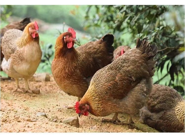 鸡活苗皖南土鸡活苗草鸡活苗小鸡活苗产蛋王鸡苗下蛋鸡活苗脱温苗,淘宝优惠券,粉丝福利购,淘宝优惠卷