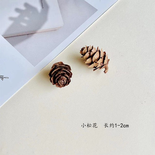 松果橡果干果壳材料植物标本相框僵尸果手工diy干花材料陈列装饰 - 图3