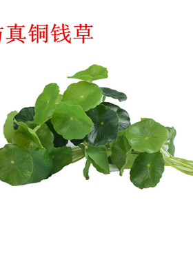 小盆栽广东汕头铜钱草仿真花花卉