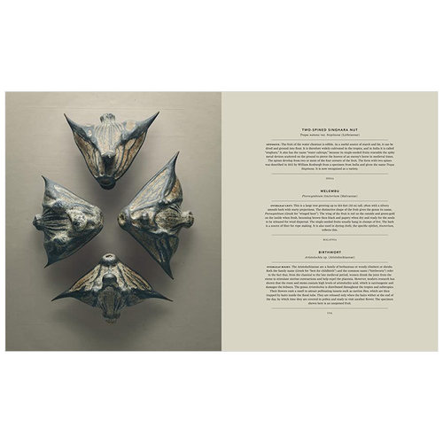 【现货】种子和果实的隐藏之美 植物静物摄像集 The Hidden Beauty of Seeds & Fruits Levon Biss作品集 英文原版进口书籍 - 图1