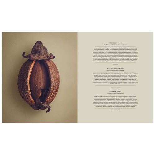 【现货】种子和果实的隐藏之美 植物静物摄像集 The Hidden Beauty of Seeds & Fruits Levon Biss作品集 英文原版进口书籍 - 图3