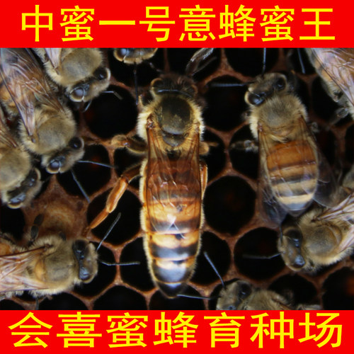 邮寄蜂王练糖  邮寄蜂王蜂群专用炼糖 蜜蜂防盗饲料蜂粮 - 图0