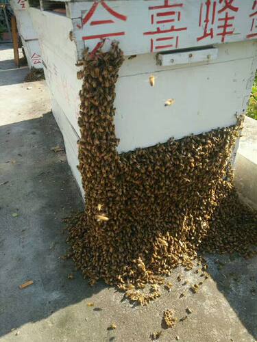 邮寄蜂王练糖  邮寄蜂王蜂群专用炼糖 蜜蜂防盗饲料蜂粮 - 图3
