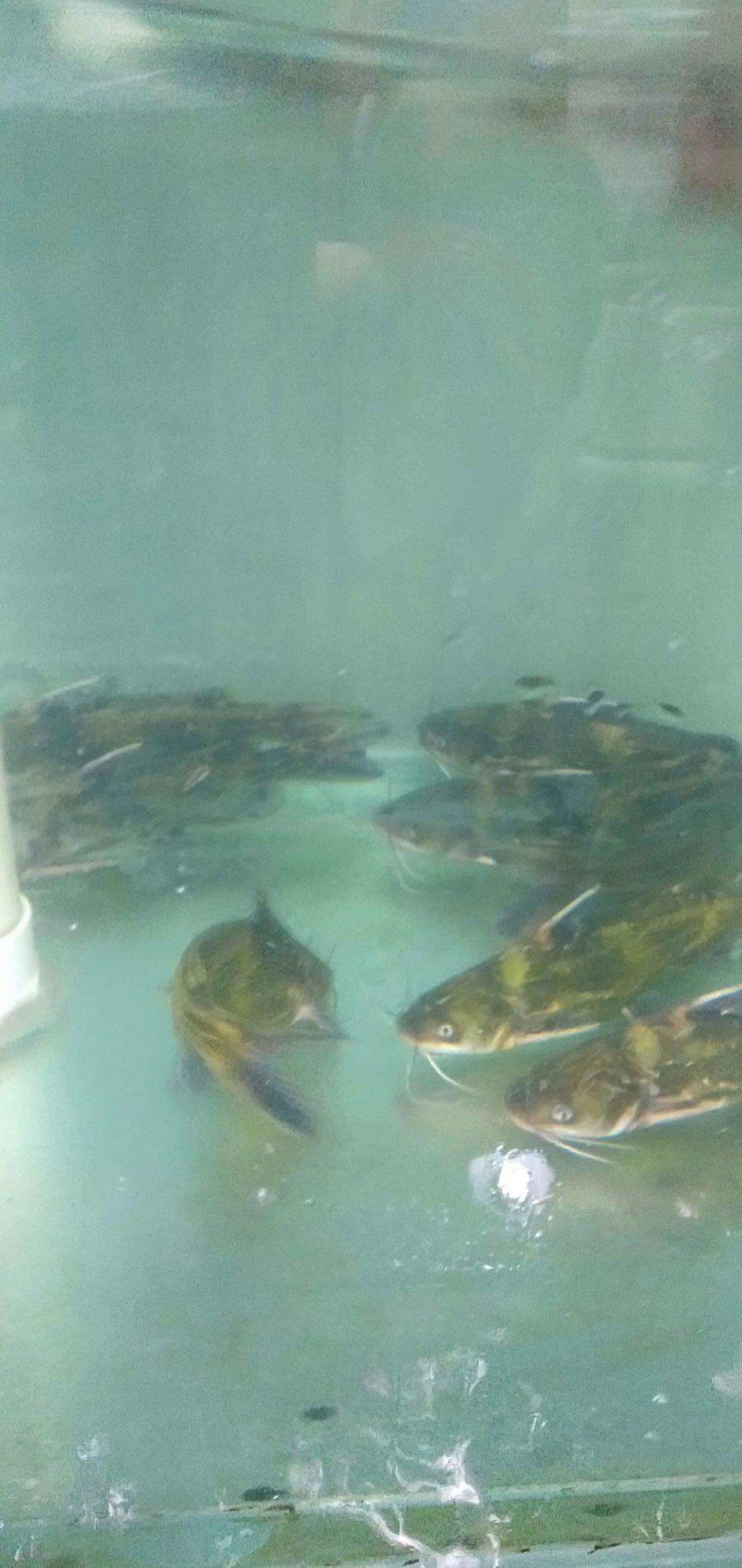 2-4条 500g鲜活嘎鱼黄骨鱼黄辣丁养殖昂刺鱼角针鱼颡鱼_虎窝淘