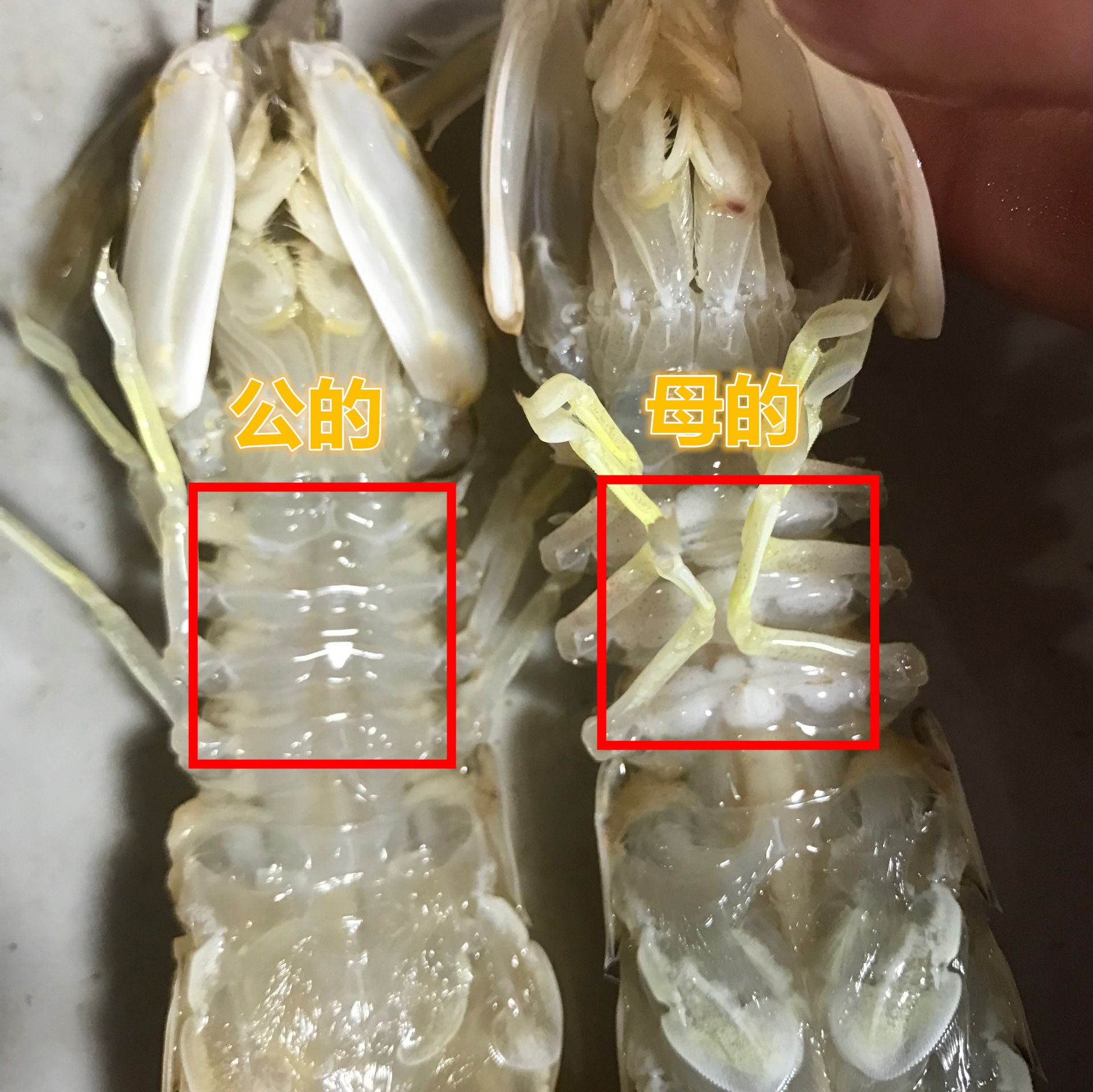 500g 全母皮皮虾鲜活海鲜琵琶虾虾爬子虾姑富贵虾新鲜水产现货 - 图0