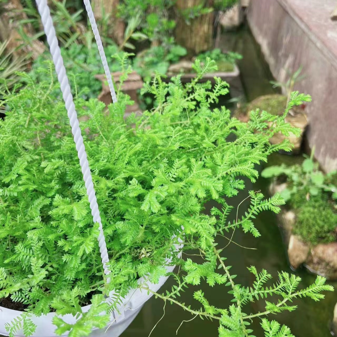 翠云草绿地球多年生四季常绿植物花园花镜绿植雨林缸假山鱼池配景-图1