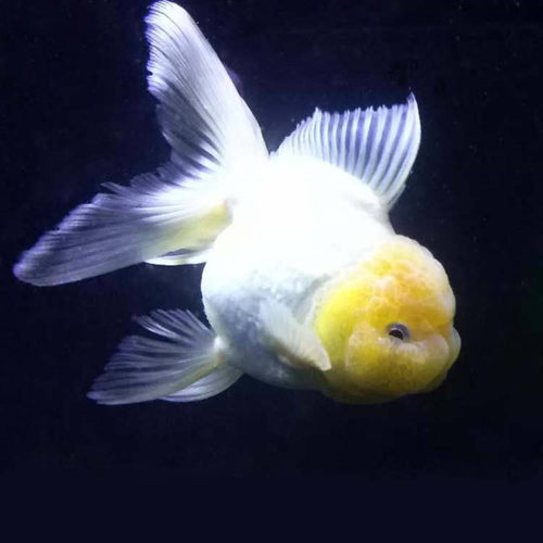 精品菠萝泰狮金鱼观赏鱼宠物鱼活体鱼苗菠萝泰狮金鱼活体招财鱼 - 图0
