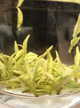安吉白茶 茶叶 2020新茶 绿茶 原生态茶叶 明前茶