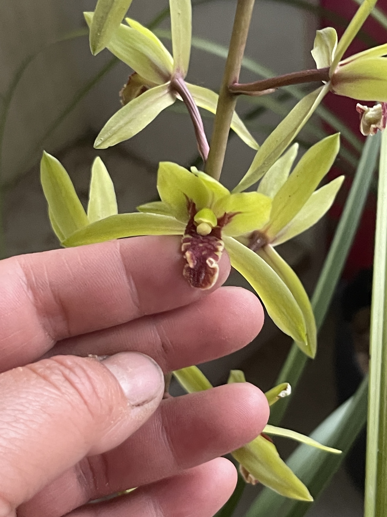 木纹叶质惠兰中矮惠高花架九节兰随州兰花开花香飘逸硬叶 - 图1