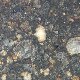 Carbonaceous chondrite co3 NWA16108 tail cut specimen 21.1 g yellow CAI olive fragments