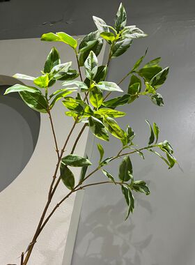 高品质绿植叶子舌雀叶绿植摆设