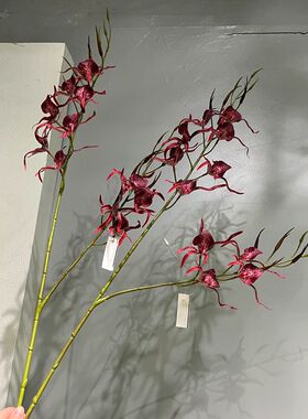 线条形火焰兰插花素材
