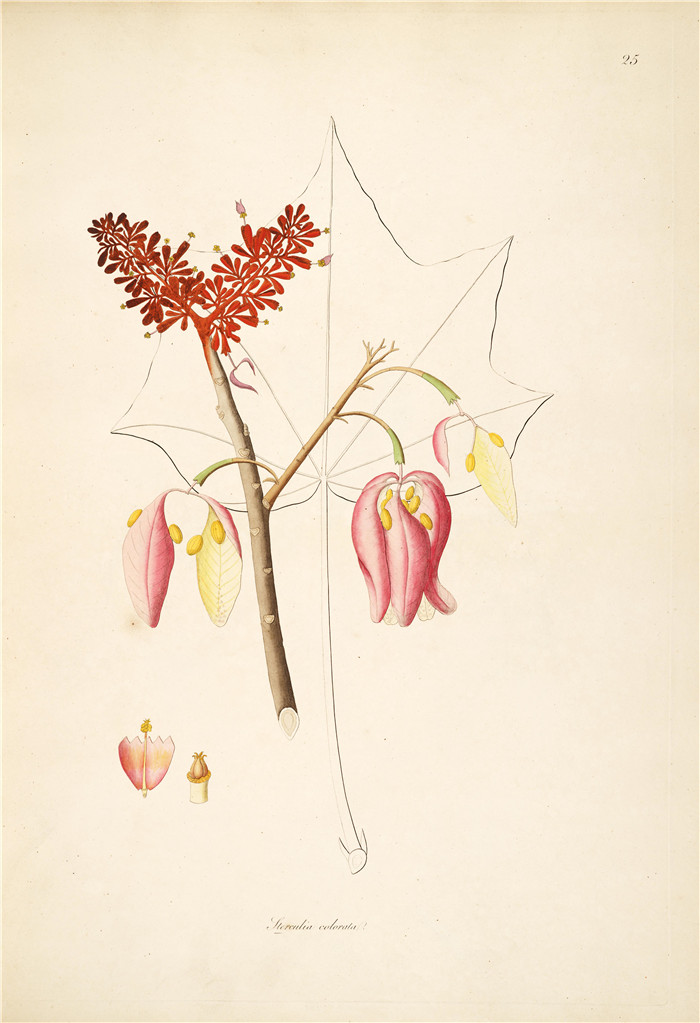 PS-291平面设计素材300张1800年代复古泛黄植物学绘画插画图案JPG - 图2