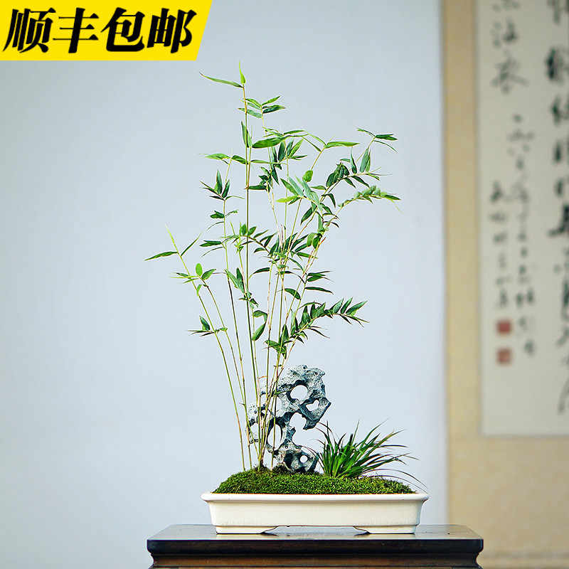 Nuobesty 竹の葉 笹の葉 50個入り 造花 装飾 植物 Diy 人工観葉植物 盆栽 最大55 Offクーポン
