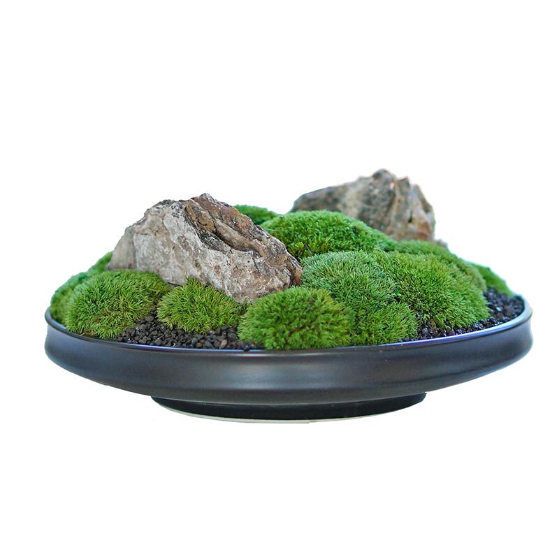 新中式日式禅意苔藓永生白发藓枯山水摆件书房办公桌茶几售楼处植,淘宝优惠券,粉丝福利购,淘宝优惠卷