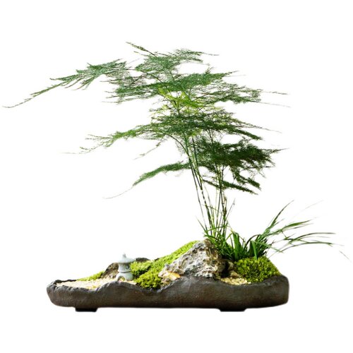 山水文竹盆景桌面禅意盆栽苔藓菖蒲室内植物书房办公桌茶桌绿植 - 图3
