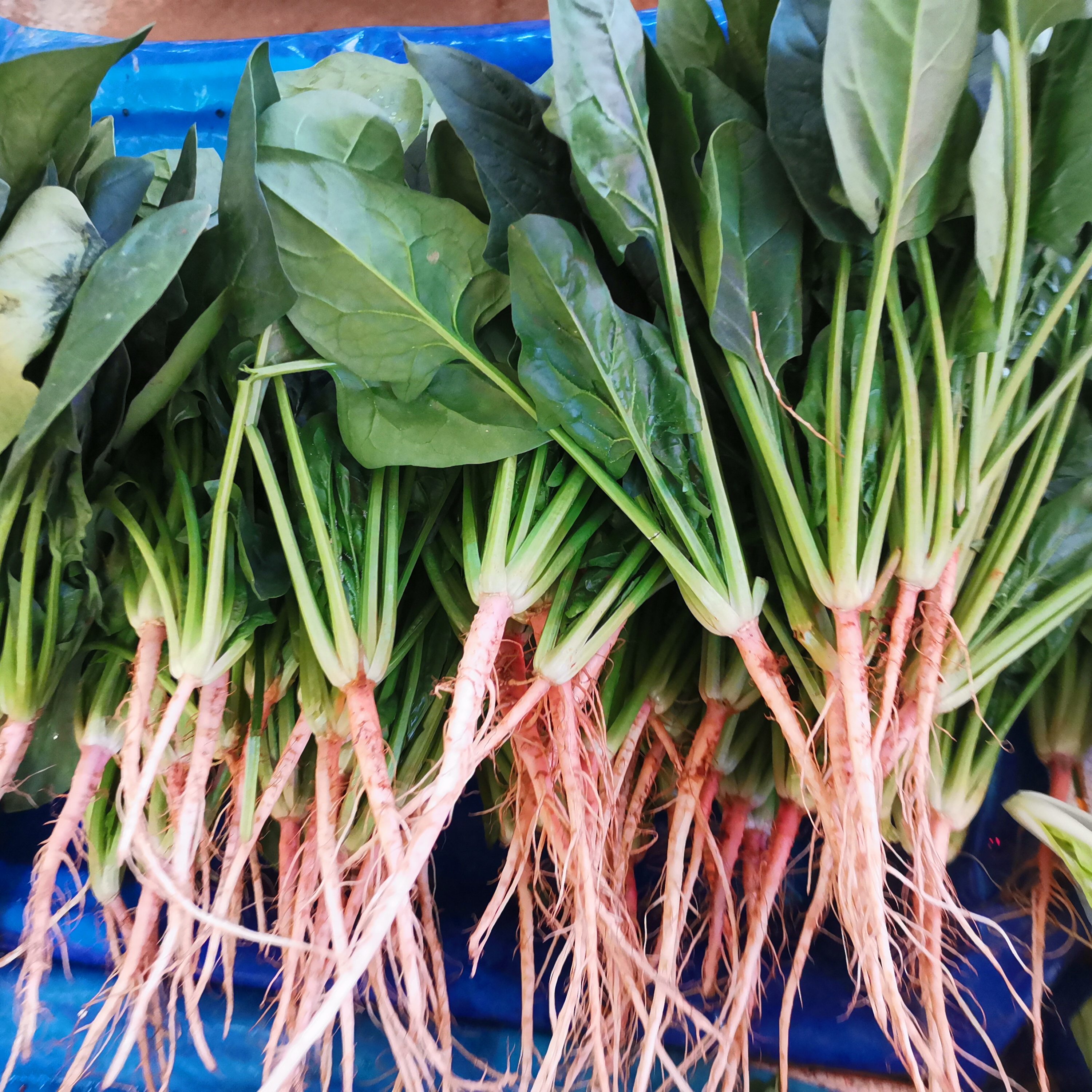 云南新鲜蔬菜顺丰包邮菠菜叶菜老昆明本地品种鲜嫩可口炒腊肉辅食,淘宝优惠券,粉丝福利购,淘宝优惠卷