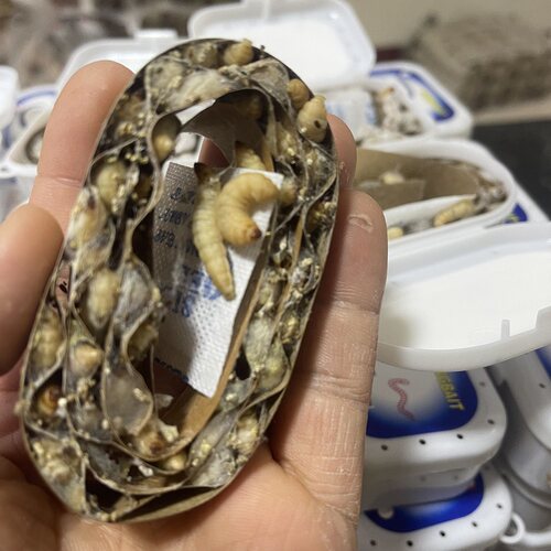 葡萄蜜玉米虫活体蜜虫大蜡螟钓鱼饵鸟虫蜥蜴守宫龟仓鼠芦丁鸡零食 - 图2