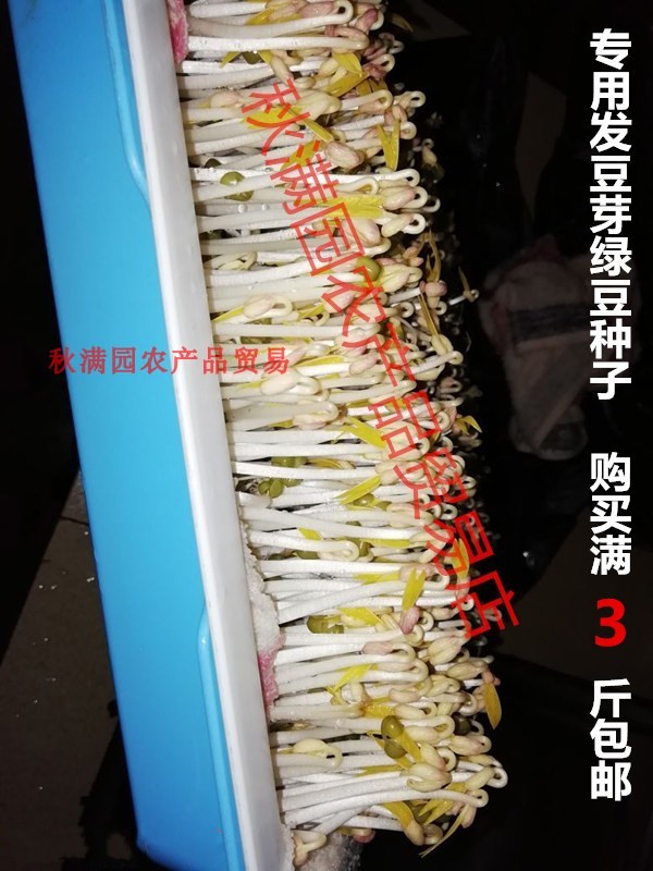 绿豆发绿豆芽新绿豆种子生豆芽豆苗专用绿豆种子一斤农家绿豆包邮 - 图1