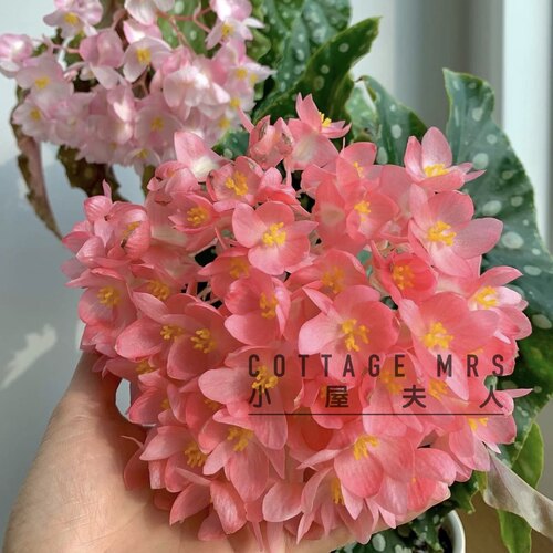 鳟鱼白冰粉旗鱼 红色波浪 热带植物绿植室内客厅花园秋海棠 - 图2