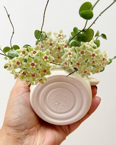 原种匍匐 原始匍匐球兰阳台室内 迷你 盆栽垂吊植物 - 图0