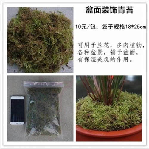 鲜活青苔 干水苔藓水草石斛兰花育苗种植宠物龟冬眠垫材包邮 - 图2