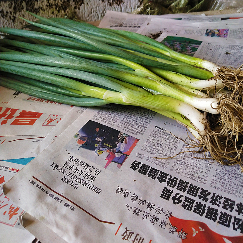 东北新鲜小葱农家肥蘸酱小水葱发芽葱打饭包的小香葱蘸酱菜包邮 - 图2