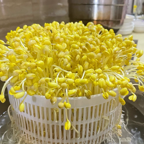 向南飞 Новое зерно чрезвычайно маленькое зерно 690 соевые бобы, ростки бобов, натто, маленькое золотое соевое молоко 5 Jin