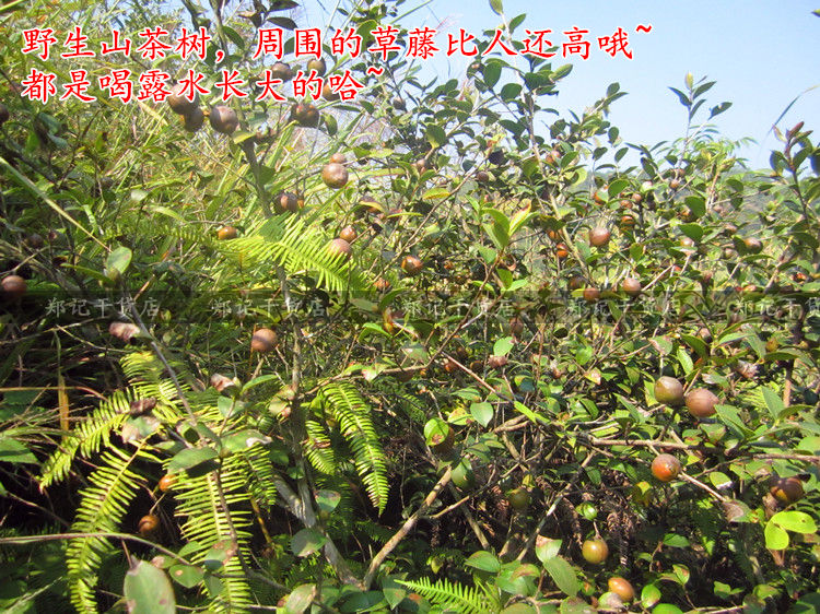 农家新货山茶枯饼茶麸茶籽饼粉杀虫清塘茶粕洗发止痒防脂溢性脱发 - 图2