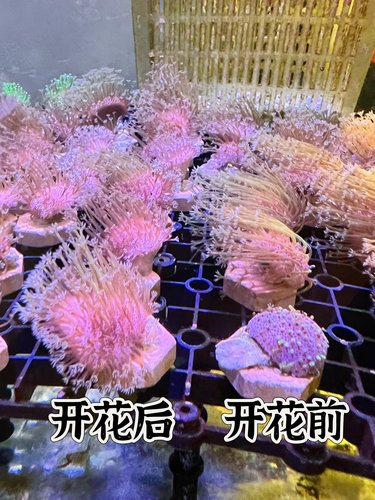 人工长须皮革lps软体珊瑚海水鱼小丑鱼观赏鱼新手闯入门海缸包邮 - 图3