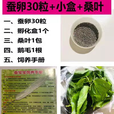 学生科普蚕卵套装小蚕宝宝活体金丝蚕卵任选送新鲜桑叶孵化盒包邮 - 图2