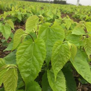 細(xì)節(jié)圖