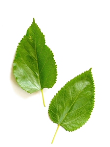 細(xì)節(jié)圖