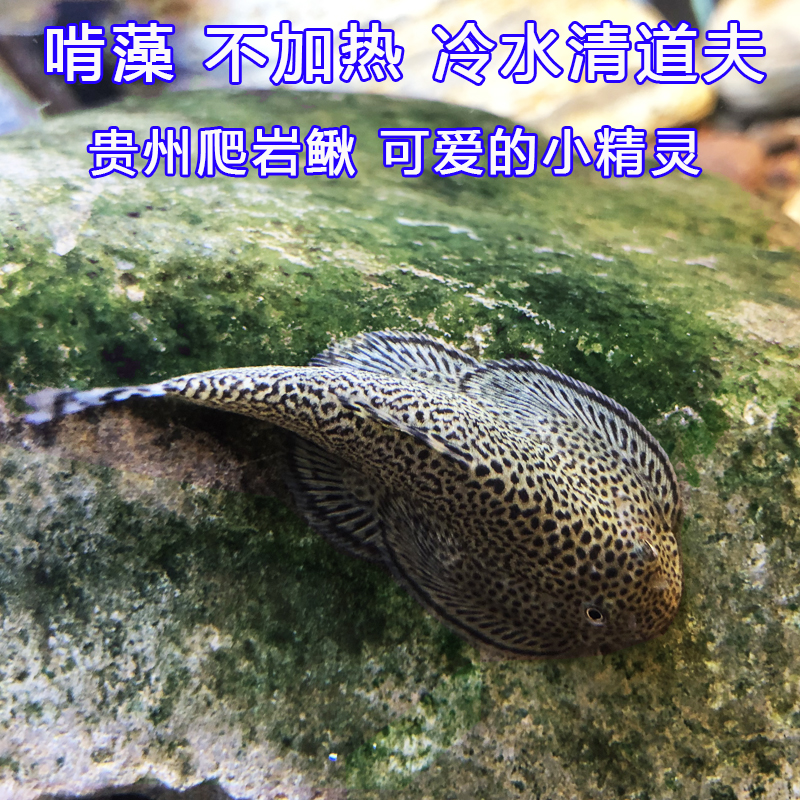 长汀吸鳅双吸盘贵爬除藻冷水清道夫观赏鱼活体水族宠物原生小型-图2