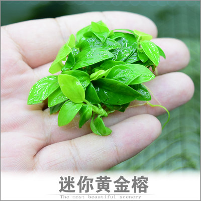 鱼缸造景迷你黄金小水榕水草阴性活体淡水植物懒人前绑沉木杜鹃根 虎窝淘