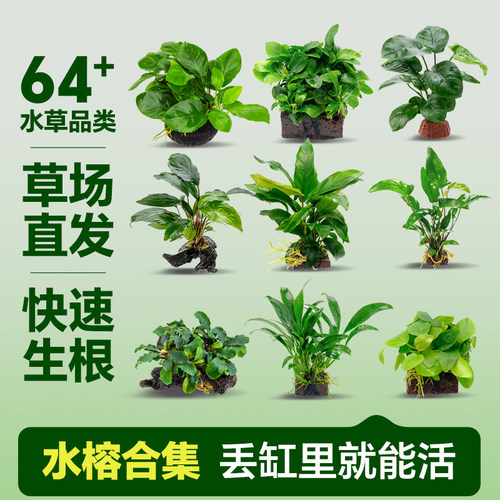 鱼缸造景装饰火山石水草阴性绑沉木水榕迷你懒人活体淡水植物 - 图0