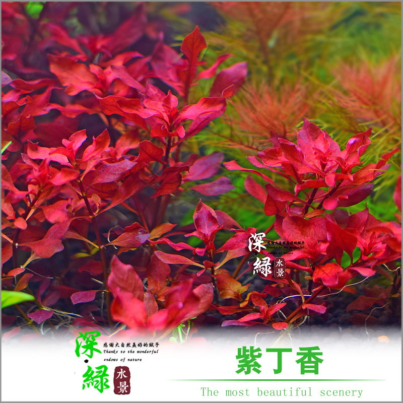 鱼缸草缸真水草造景红丁香紫丁香中后景有茎 鱼缸草缸真水草造景红丁香紫丁香中后景有茎