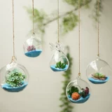 Прозрачная стеклянная бутылка микроамбэпля является гидропонным растением