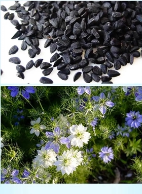 黑种草籽油物理冷榨diy资本家
