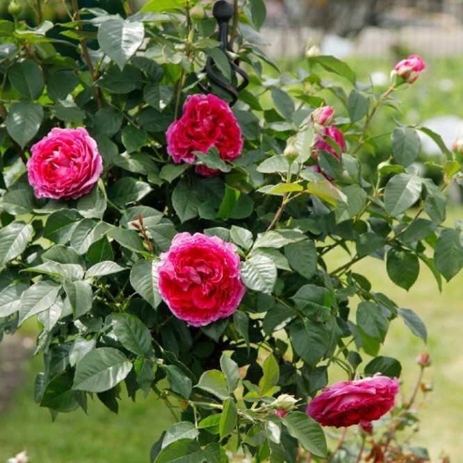 卡罗琳/男爵夫人 卡洛琳月季花苗丰花勤花灌木月季庭院阳台盆栽,淘宝优惠券,粉丝福利购,淘宝优惠卷