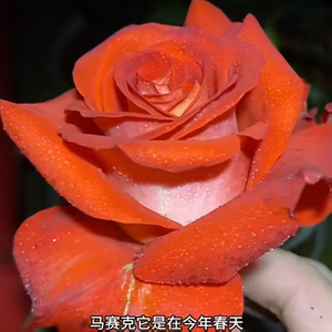 新品 马赛克 月季花苗 灌木大花灌木切花玫瑰直立勤花 庭院阳台