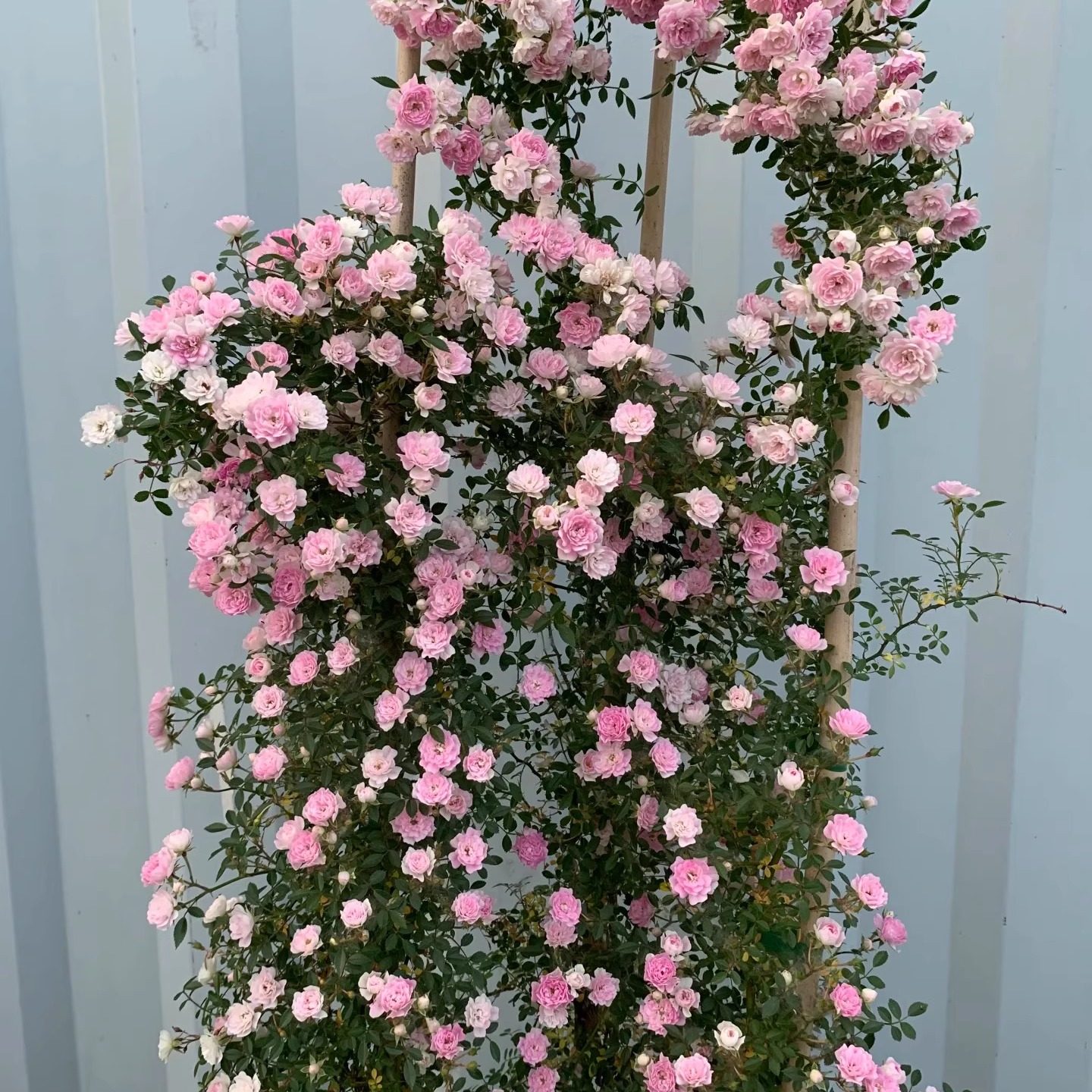 新品【宇部小町】爬藤月季可做篱笆墙做瀑布垂吊可做造型可做花墙,淘宝优惠券,粉丝福利购,淘宝优惠卷